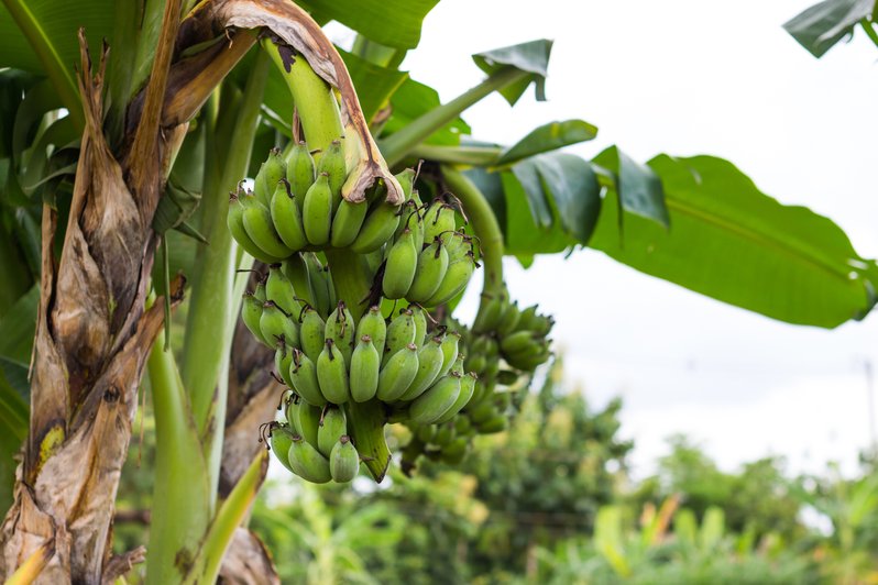 pura fooda - unser Weg zum puren Bananenmehl