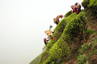 Darjeeling_2007_Braus_Heinsdorff-113.png